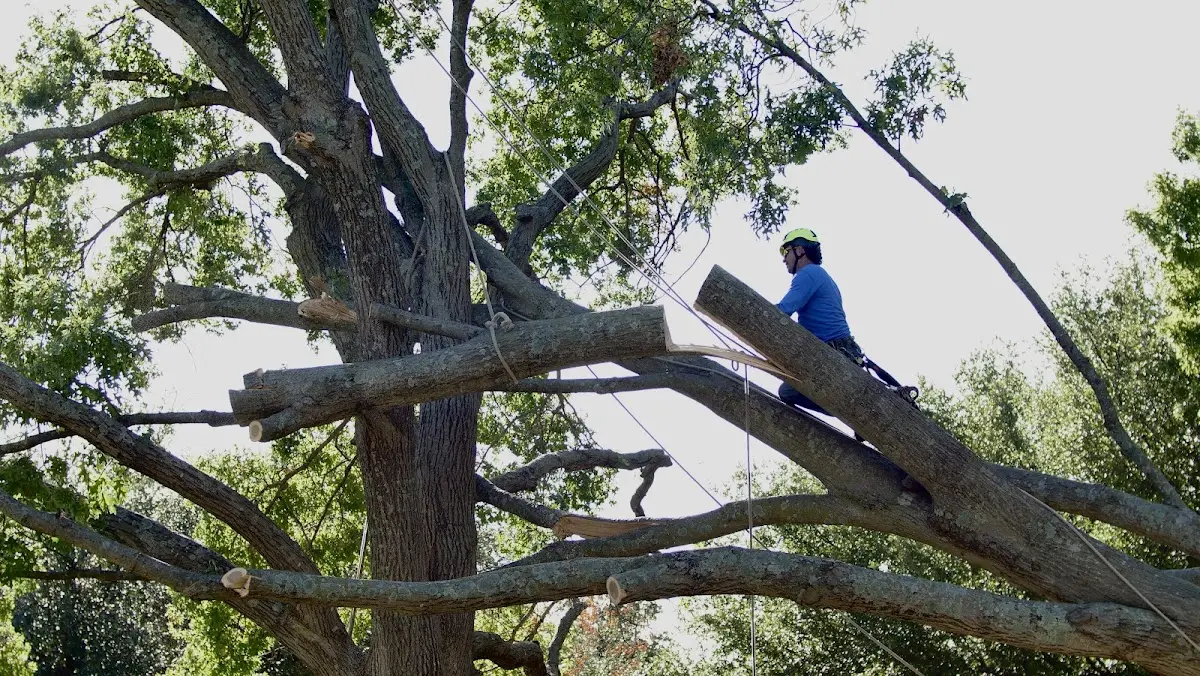 Professional Hazardous Tree Removal performed by certified arborists in Sherburne
