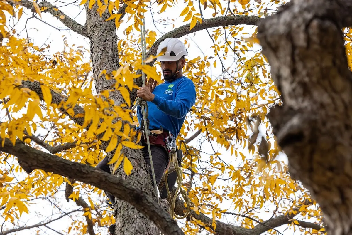 Skilled Tree Pruning crew working in Sherburne